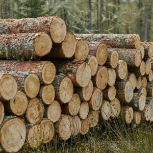 Timber